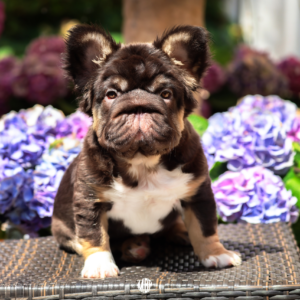 https://www.miamifrenchbulldogs.com/wp-content/uploads/2024/07/Untitled-design-1-300x300.png