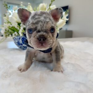 https://www.miamifrenchbulldogs.com/wp-content/uploads/2024/07/pacco1-scaled-300x300.jpg